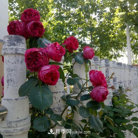 想要打造網(wǎng)紅月季花墻，只要這三步，你也可以擁有花海(圖2)