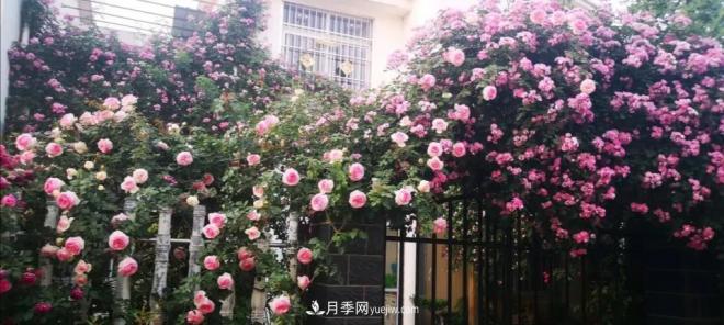 想要打造網(wǎng)紅月季花墻，只要這三步，你也可以擁有花海(圖3)