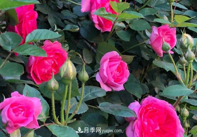 10種多刺月季籬笆防護用，修剪也需要小心(圖5)