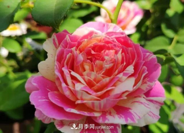 10種多刺月季籬笆防護用，修剪也需要小心(圖6)