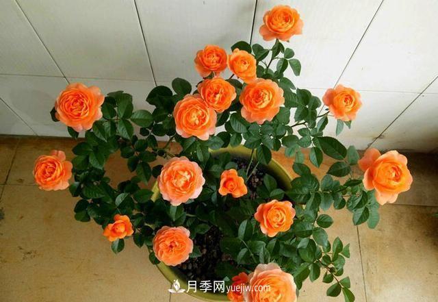 四種對光照要求高的月季花，適合放在北陽臺(圖1)