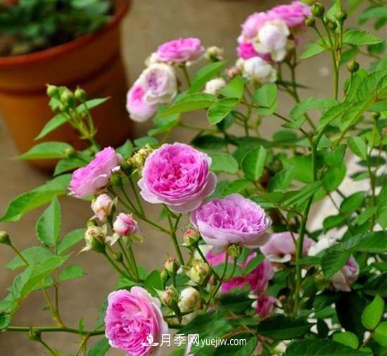 四種對光照要求高的月季花，適合放在北陽臺(圖5)
