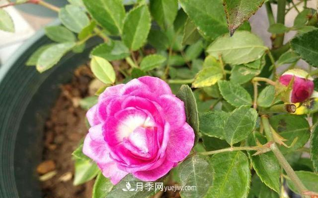 四種對光照要求高的月季花，適合放在北陽臺(圖4)