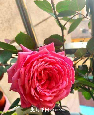 四種對光照要求高的月季花，適合放在北陽臺(圖3)