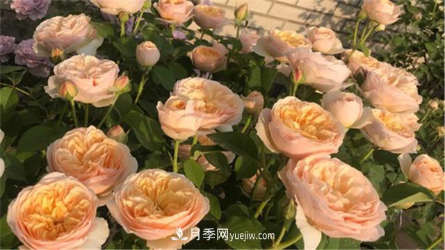 花開華南地區(qū)，哪些月季品種，征服了廣州這片“熱土”？(圖2)