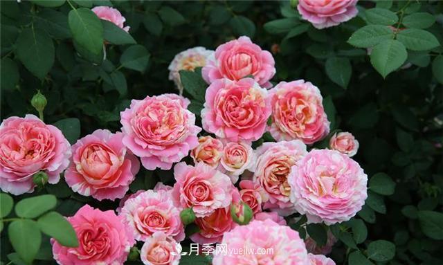 花開華南地區(qū)，哪些月季品種，征服了廣州這片“熱土”？(圖3)