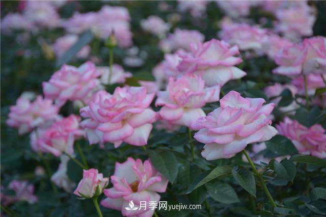 花開華南地區(qū)，哪些月季品種，征服了廣州這片“熱土”？(圖4)