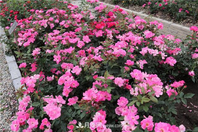 花開華南地區(qū)，哪些月季品種，征服了廣州這片“熱土”？(圖5)