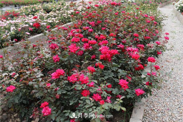 花開華南地區(qū)，哪些月季品種，征服了廣州這片“熱土”？(圖6)