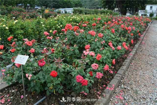 花開華南地區(qū)，哪些月季品種，征服了廣州這片“熱土”？(圖7)