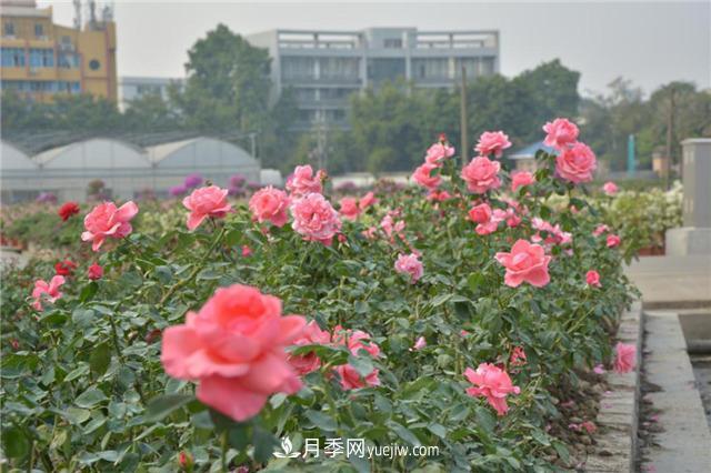 花開華南地區(qū)，哪些月季品種，征服了廣州這片“熱土”？(圖8)