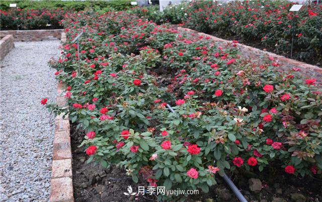 花開華南地區(qū)，哪些月季品種，征服了廣州這片“熱土”？(圖9)