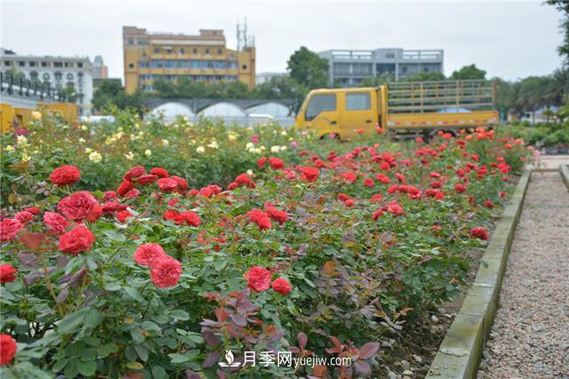 花開華南地區(qū)，哪些月季品種，征服了廣州這片“熱土”？(圖10)