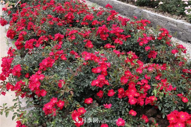 花開華南地區(qū)，哪些月季品種，征服了廣州這片“熱土”？(圖11)
