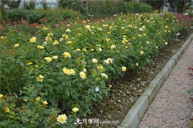花開華南地區(qū)，哪些月季品種，征服了廣州這片“熱土”？(圖12)
