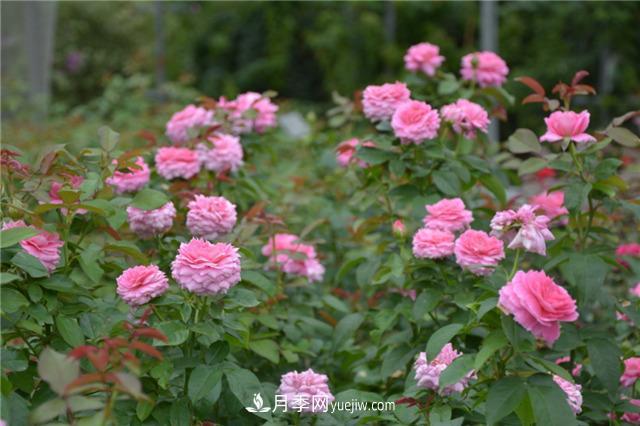 花開華南地區(qū)，哪些月季品種，征服了廣州這片“熱土”？(圖13)