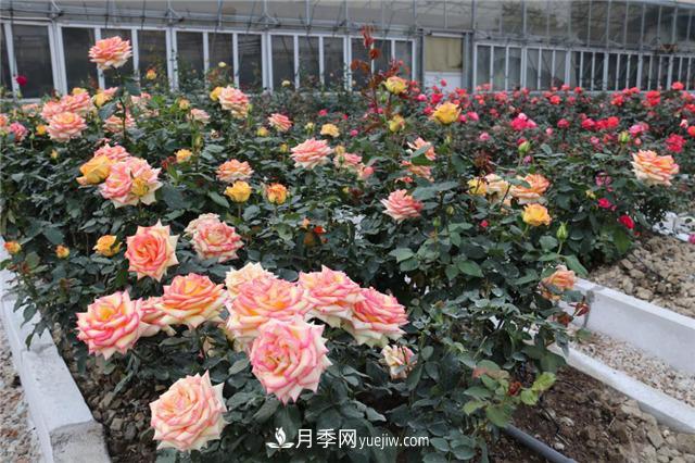 花開華南地區(qū)，哪些月季品種，征服了廣州這片“熱土”？(圖14)