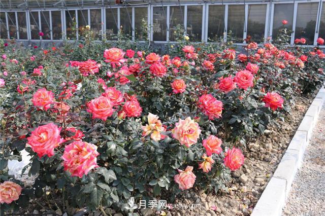 花開華南地區(qū)，哪些月季品種，征服了廣州這片“熱土”？(圖15)
