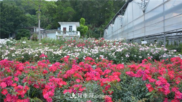 花開華南地區(qū)，哪些月季品種，征服了廣州這片“熱土”？(圖16)