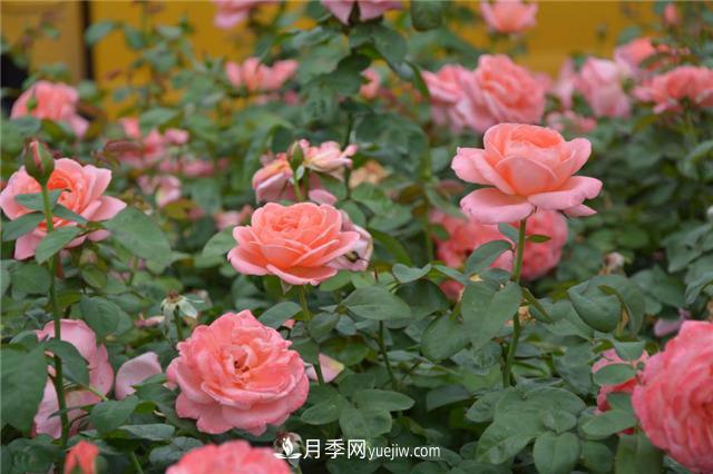 花開華南地區(qū)，哪些月季品種，征服了廣州這片“熱土”？(圖17)