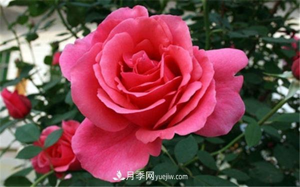 現(xiàn)代月季的分類介紹(圖1)