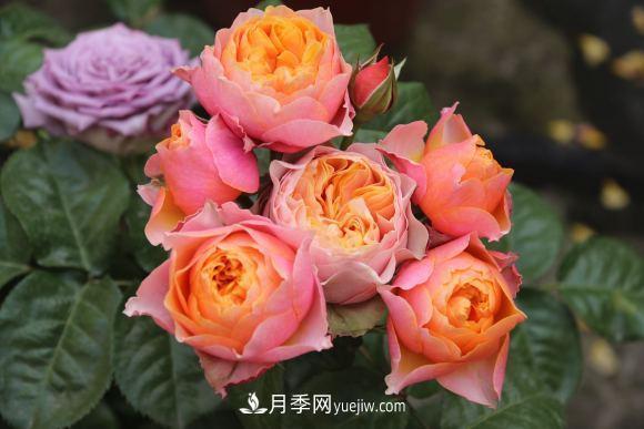 月季長勢(shì)差，注意這三個(gè)小細(xì)節(jié)，很快就爆盆(圖1)
