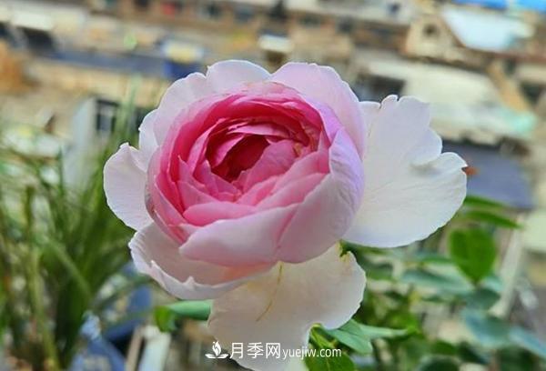被稱作“***美***香”的月季花，花型超大，你知道是哪個(gè)品種嗎(圖1)