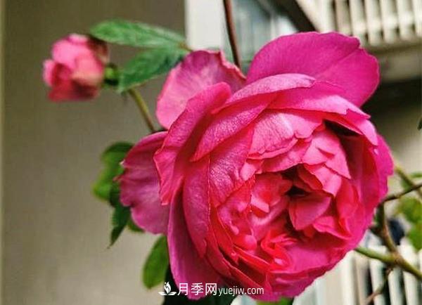 被稱作“***美***香”的月季花，花型超大，你知道是哪個(gè)品種嗎(圖2)