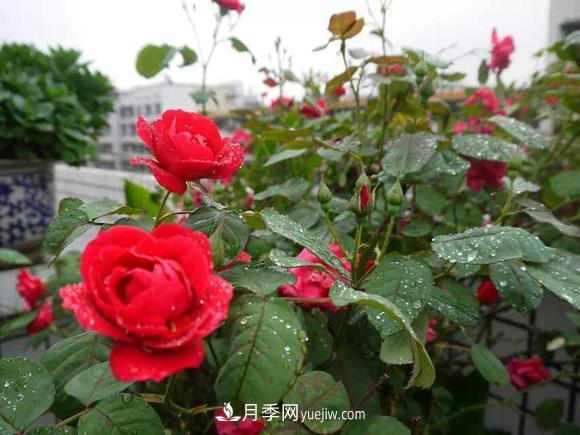 月季，十月那一團紅色的夢(圖1)