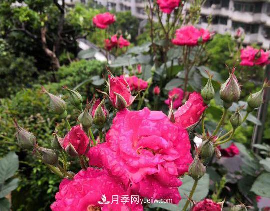 月季，十月那一團紅色的夢(圖2)