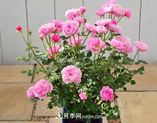 推薦新手5種微型月季，好養(yǎng)又好看，陽臺盆栽佳品(圖1)