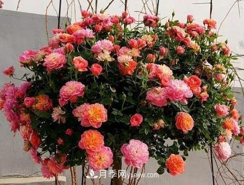 推薦新手5種微型月季，好養(yǎng)又好看，陽臺盆栽佳品(圖2)