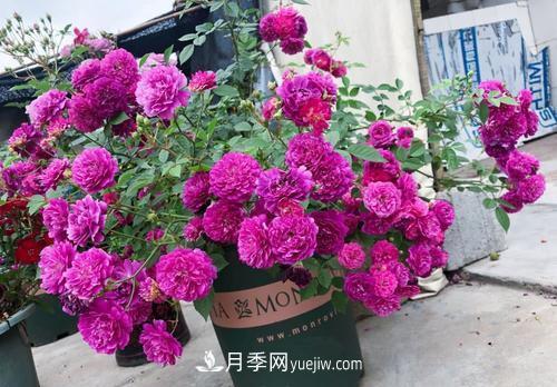 推薦新手5種微型月季，好養(yǎng)又好看，陽臺盆栽佳品(圖3)