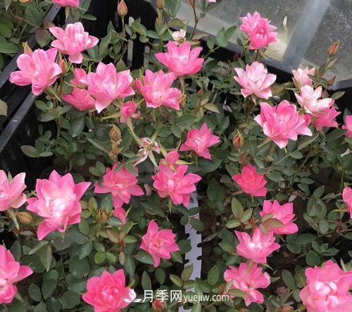 推薦新手5種微型月季，好養(yǎng)又好看，陽臺盆栽佳品(圖4)
