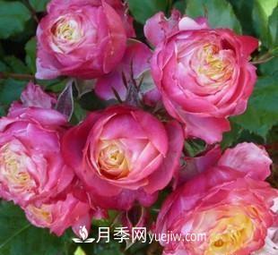 推薦新手5種微型月季，好養(yǎng)又好看，陽臺盆栽佳品(圖5)