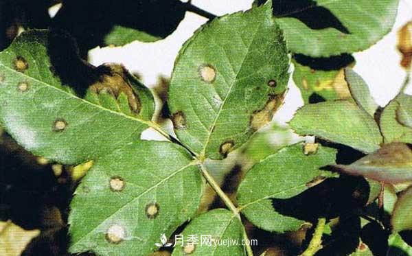 月季炭疽病癥狀、發(fā)病特點及防治方法(圖1)