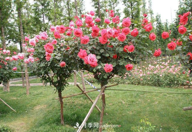 樹狀月季哪些品種好？樹狀月季批發(fā)采購價格是多少？(圖3)
