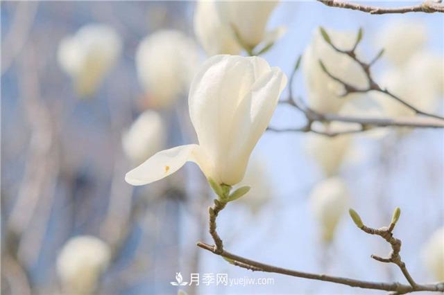 南陽玉蘭基地，白玉蘭的花期是什么時候(圖2)