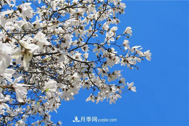 南陽玉蘭基地，白玉蘭的花期是什么時候(圖3)