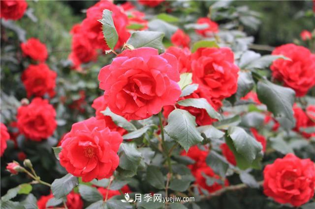 月季花葉子發(fā)黃怎么回事？4個(gè)原因(圖2)