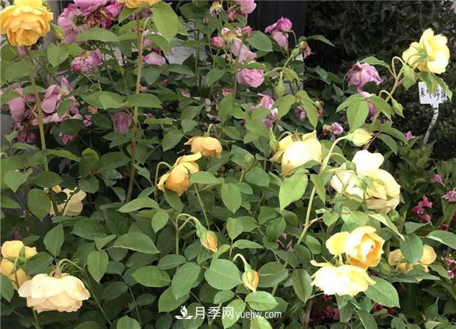 月季花葉子發(fā)黃怎么回事？4個(gè)原因(圖3)