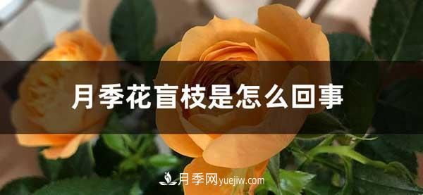 月季花盲枝是怎么回事？怎么處理？(圖1)