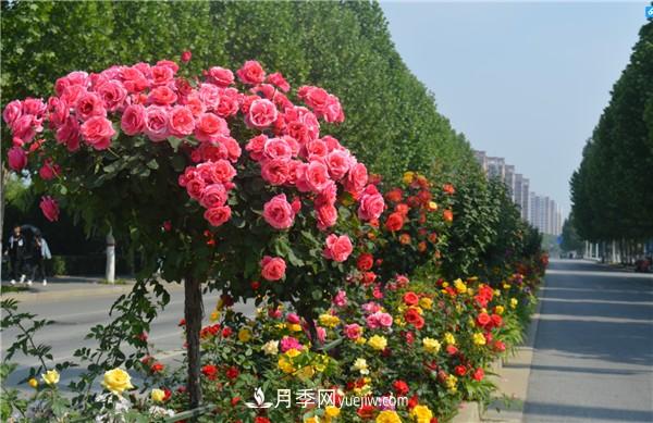 月季樹高貴典雅，做行道樹效果奇佳(圖1)
