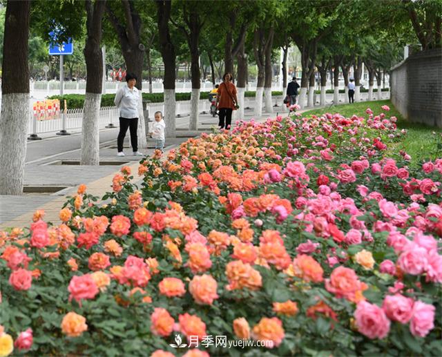 看一看南陽(yáng)月季的市政綠化工程案例(圖3)