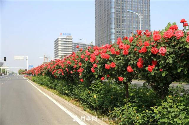 看一看南陽(yáng)月季的市政綠化工程案例(圖4)