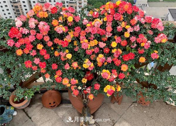 現(xiàn)代月季在園林綠化景觀中的應(yīng)用！園林人必看！(圖4)