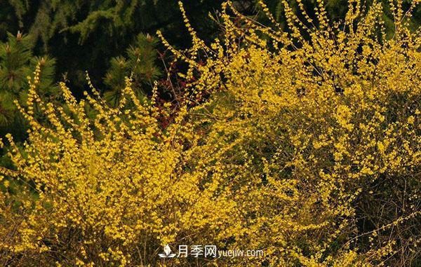 連翹的生長習(xí)性，品種與類別的介紹(圖3)