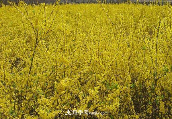 連翹的生長習(xí)性，品種與類別的介紹(圖2)
