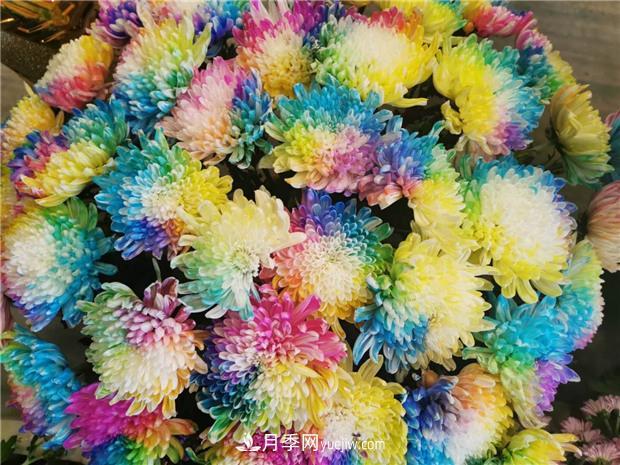 開封第38屆菊花文化節(jié)盛大開幕美圖來(lái)襲(圖4)