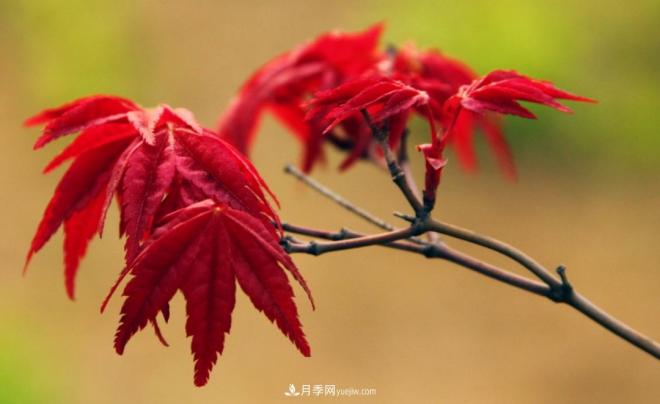 日本紅楓、美國紅楓、中國紅楓這樣區(qū)分，認識這種彩葉苗木(圖1)